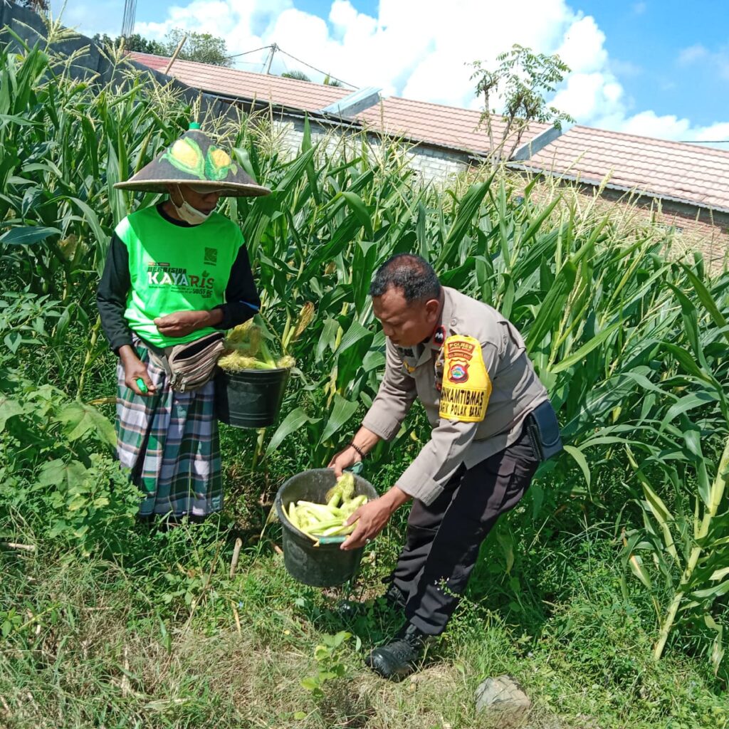 Bhabinkamtibmas Desa Bagik Polak Barat Ajak Petani Jagung Maju, Dukung Ketahanan Pangan