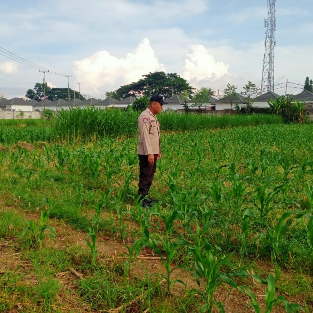 Bersama Petani, Polsek Labuapi Tinjau Perkembangan Jagung di Karang Bongkot