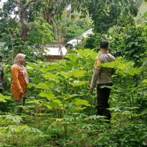 Bhabinkamtibmas Cek Pekarangan Pangan Bergizi, Dukung Ketahanan Pangan Program Asta Cita Presiden RI