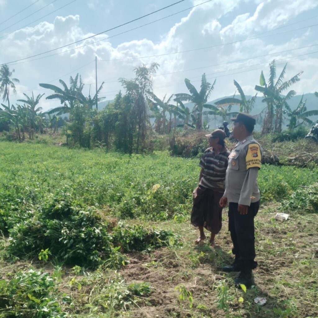 Sinergi TNI-Polri Dukung Ketahanan Pangan di Desa Taman Ayu, Gerung