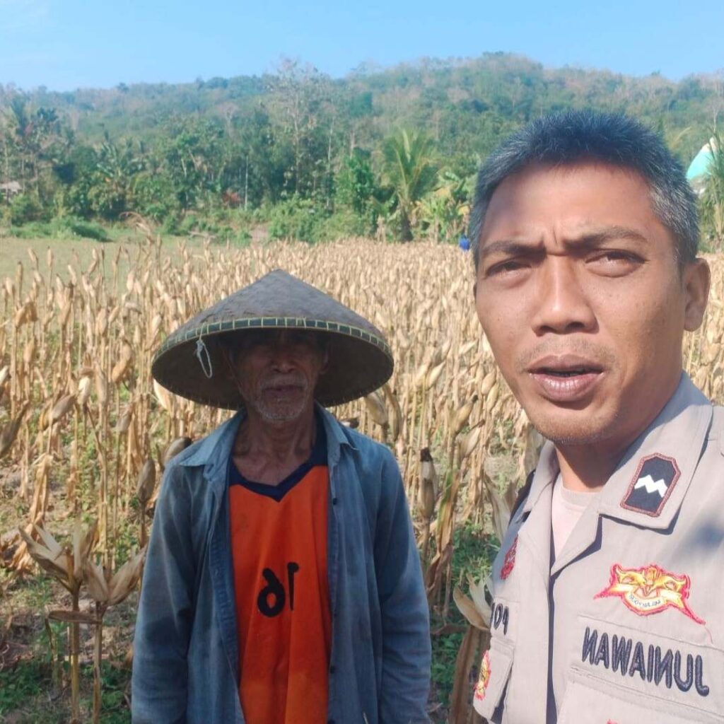 Bhabinkamtibmas Eyat Mayang Dukung Petani Jagung di Lembar untuk Ketahanan Pangan