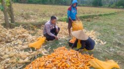 Jalin Silaturahmi, Bhabinkamtibmas Lembar Dukung Petani Jagung di Eyat Mayang