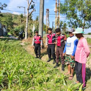 Polres Lobar Pastikan Produksi Jagung Aman di Desa Mesanggok