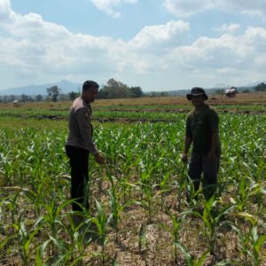 BKTM Desa O,o Pantau Perkembangan Lahan Jagung warga dalam Rangka Dukung Ketahanan Pangan Nasional Menuju Indonesia Emas 2045