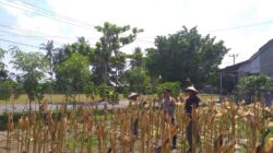 Sinergi Polisi dan Petani pada Panen Jagung Hibrida di Dusun Berambang, Lombok Barat