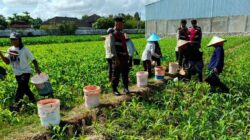 Polres Lombok Barat Turun ke Sawah, Pastikan Produktivitas Jagung di Gerung Terjaga