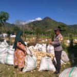 Bhabinkamtibmas Seteluk Tengah Dampingi Petani Panen Jagung, Hasil Capai 16 Ton